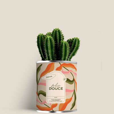 Folie Douce - Mini cactus