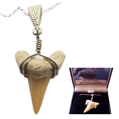 Ciondolo fossile di dente di squalo Otodus