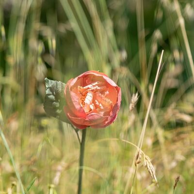 Pivoine de jardin en papier corail