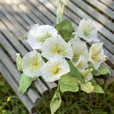 Morning Glory en papier blanc et vert