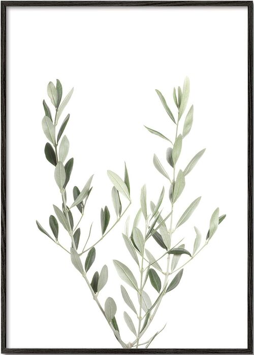 Tableau Olive Branch