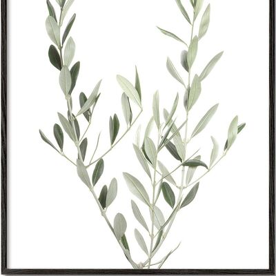 Tableau Olive Branch