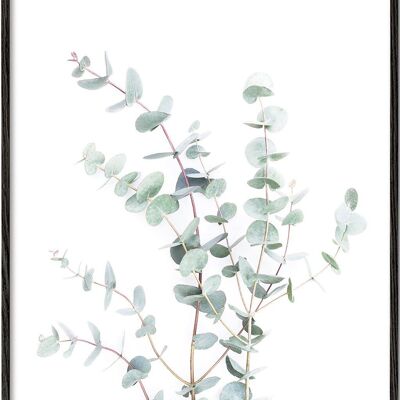 Tableau Eucalyptus Branch