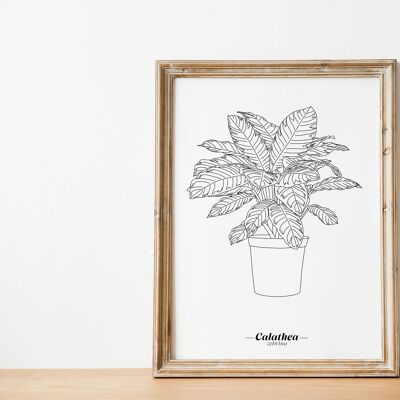 Affiche Calathea Zebrina - Papier A5 / A4 / A3