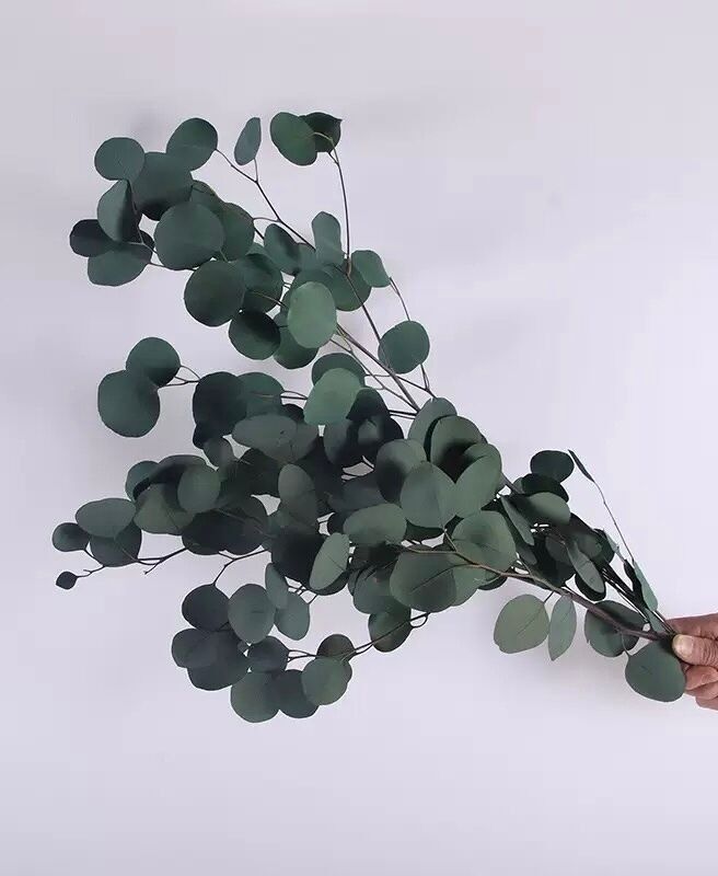 Eucalyptus populus stabilizzato