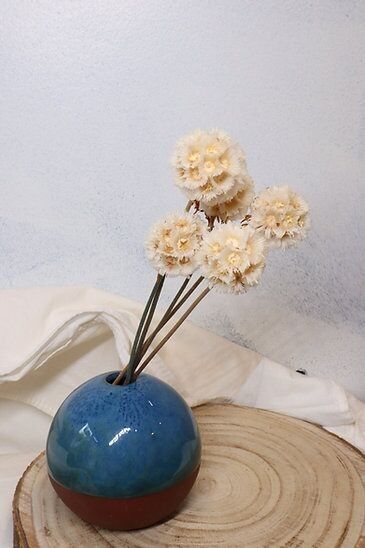 scabiosa preservada - blanca - 5 tallos