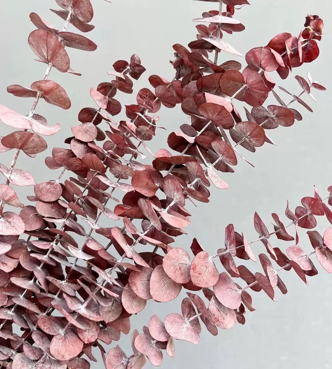 Eucalipto conservato - Rosso