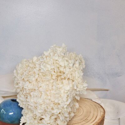 Preserved hydrangea - white
