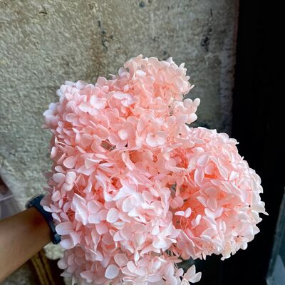 Preserved hydrangea - pink
