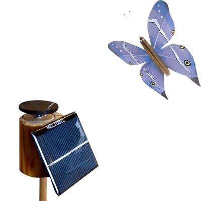 Farfalla volante inclinata verso il sole