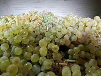 Vin Blanc AOP Languedoc BIO - Le vent se Lève 2021 4