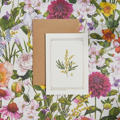 Mimosa - 'L'Archivio Botanico: Edizione Quotidiana' - Card