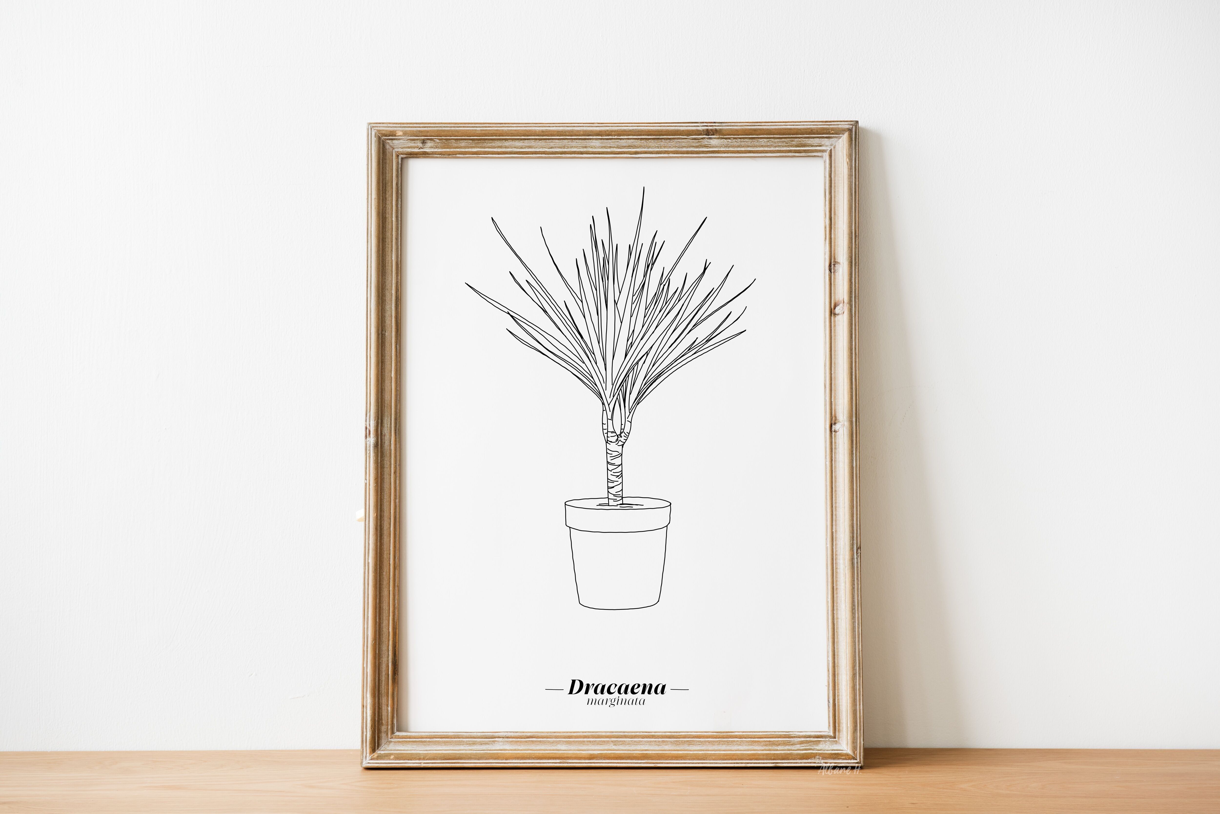 Poster Dracaena Marginata - Carta A5 / A4 / A3