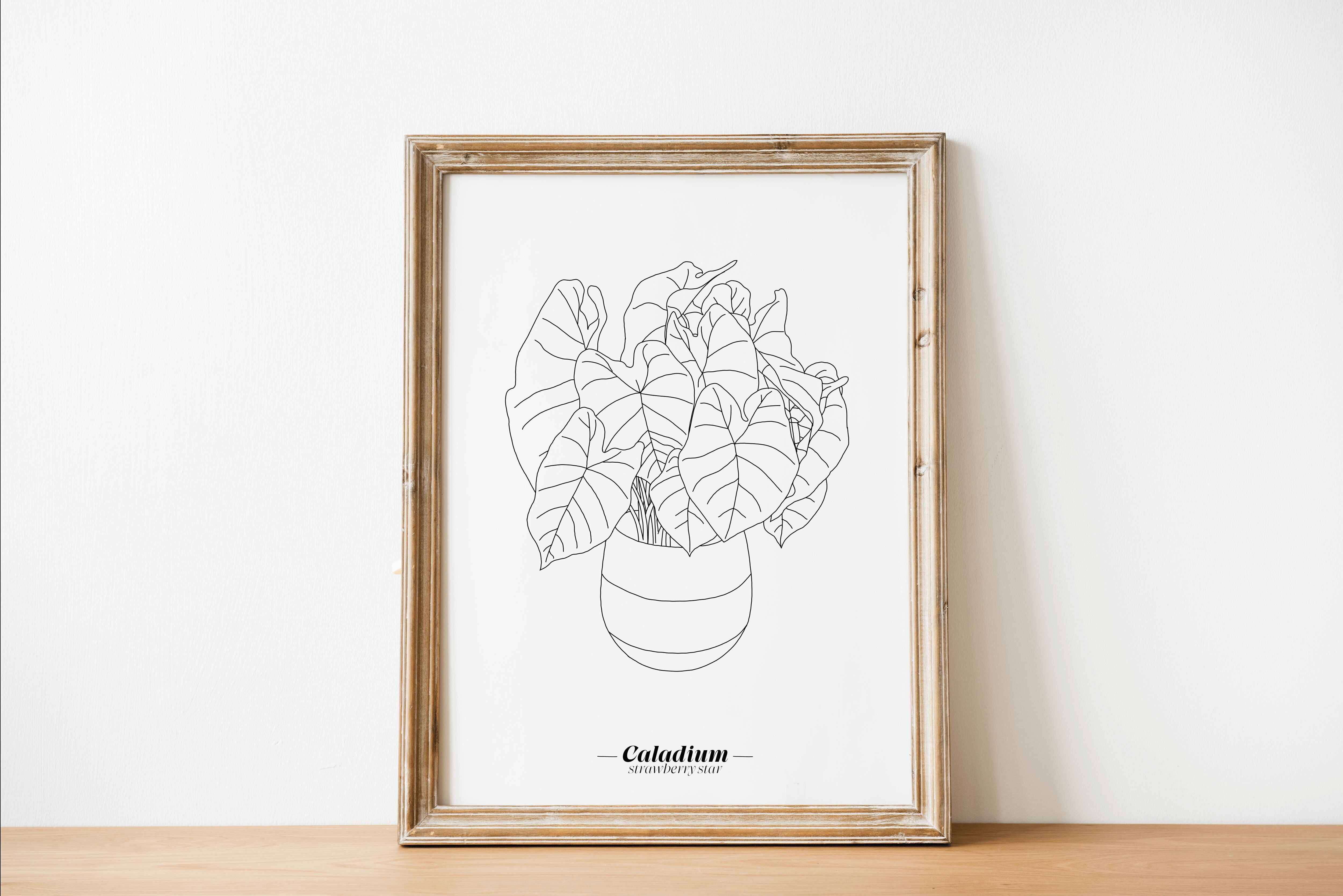 Poster Caladium - Carta A5 / A4 / A3