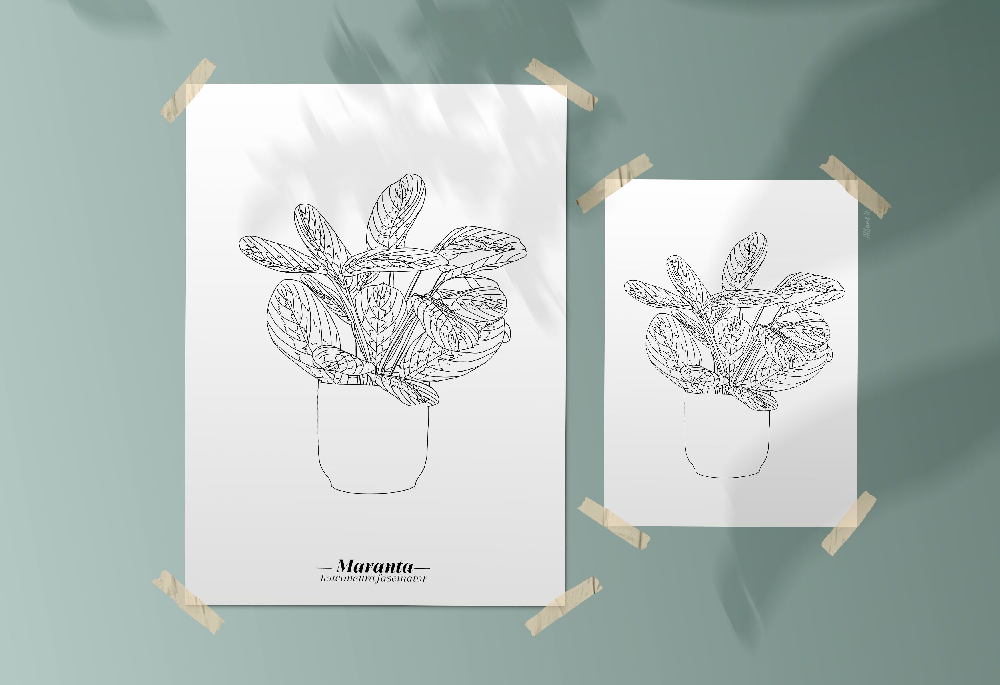 Poster Maranta - Carta A5 / A4 / A3