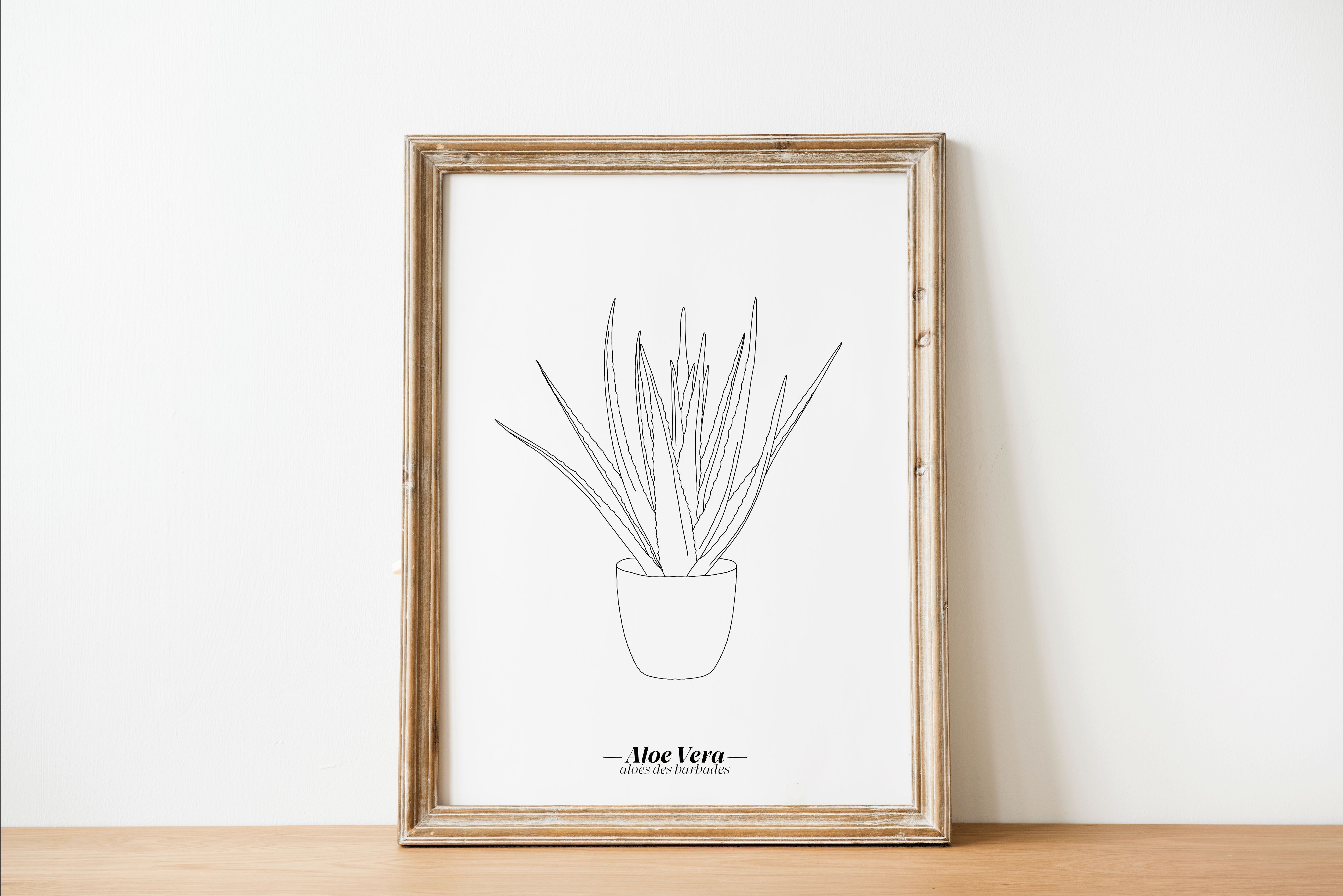 Poster Aloe Vera - Carta A5 / A4 / A3