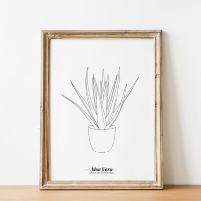 Póster Aloe Vera - Papel A5 / A4 / A3