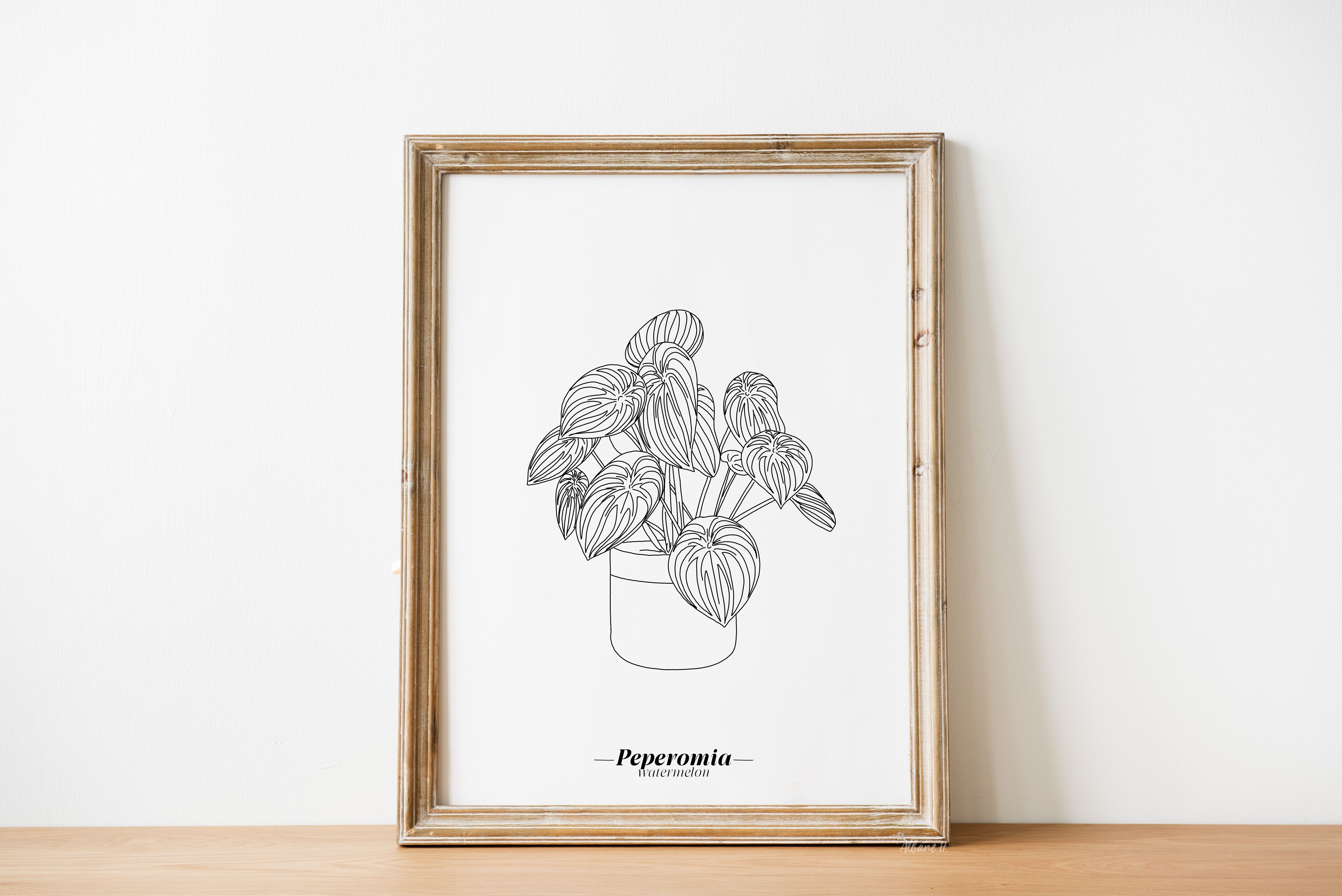 Poster Peperomia Anguria - Carta A5 / A4 / A3