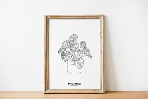 Affiche Peperomia Watermelon - Papier A5 / A4 / A3