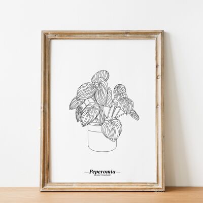 Peperomia Watermelon Poster – A5 / A4 / A3 Papier