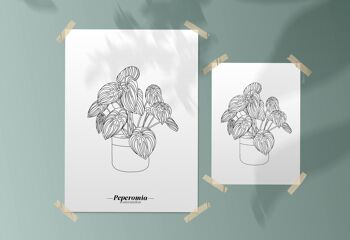 Affiche Peperomia Watermelon - Papier A5 / A4 / A3 2