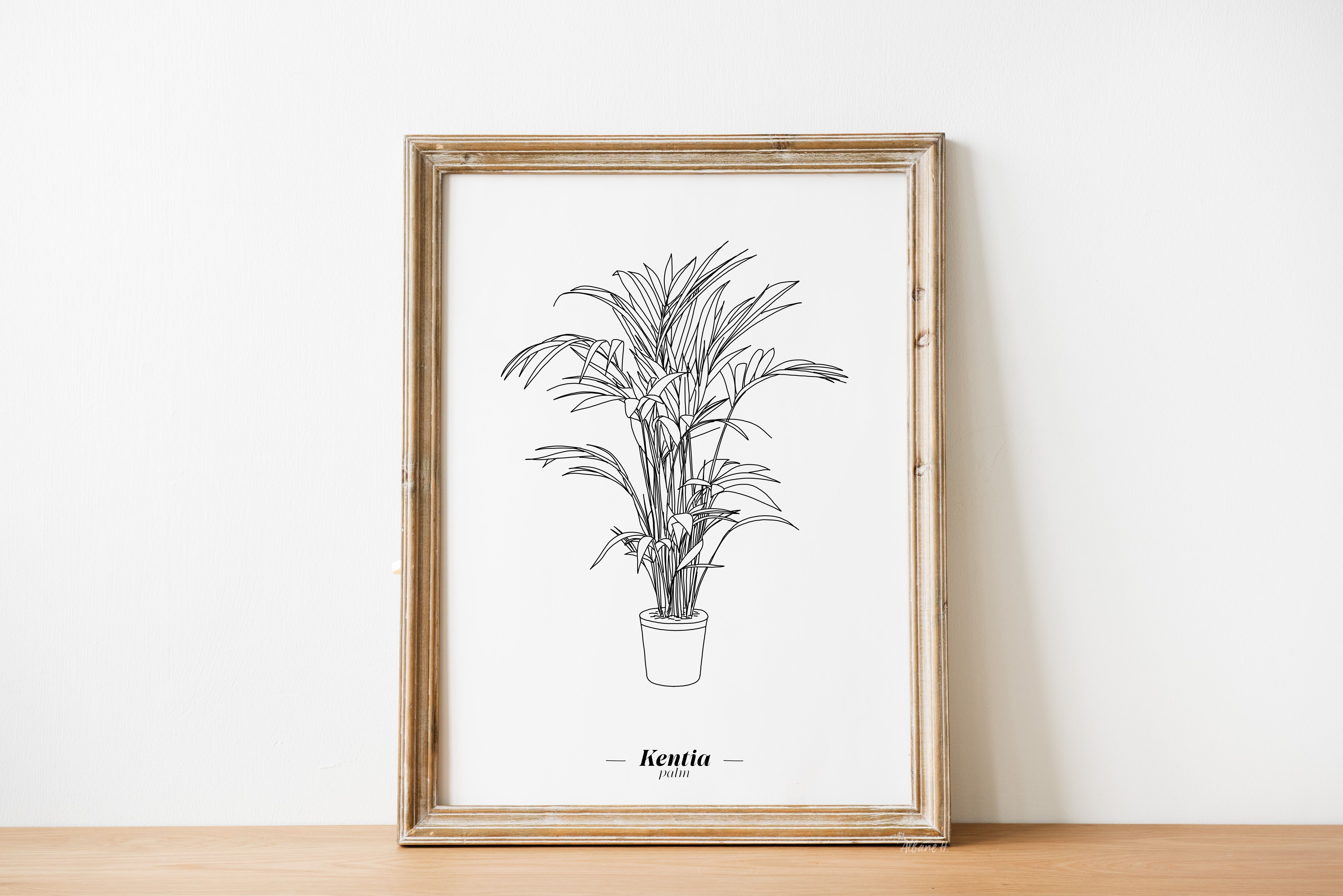 Poster Kentia - Carta A5 / A4 / A3