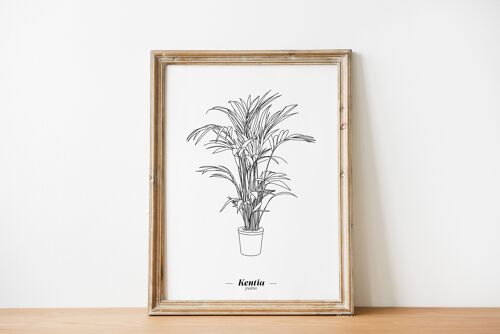 Affiche Kentia - Papier A5 / A4 / A3