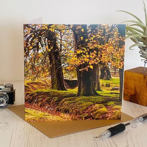 autumn woodland greeting card - everyday greeting card