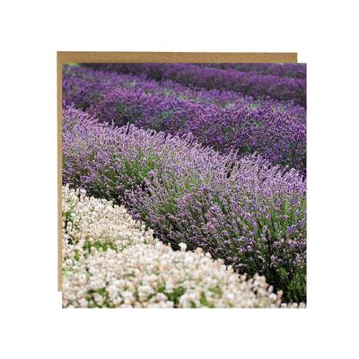 Lavender fields greeting card - everyday blank card