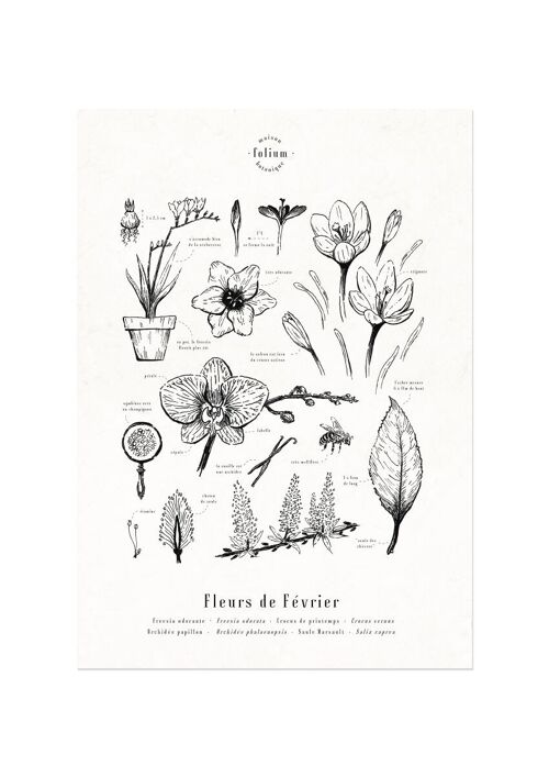 Affiche · Fleurs de Février