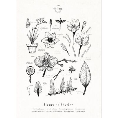 Affiche · Fleurs de Février