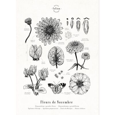 Poster November Flowers