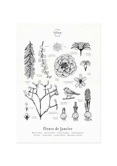 Affiche · Fleurs de Janvier