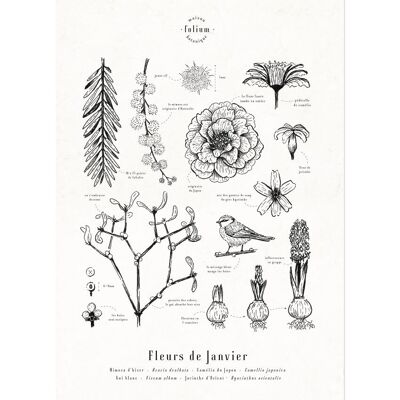 Affiche · Fleurs de Janvier