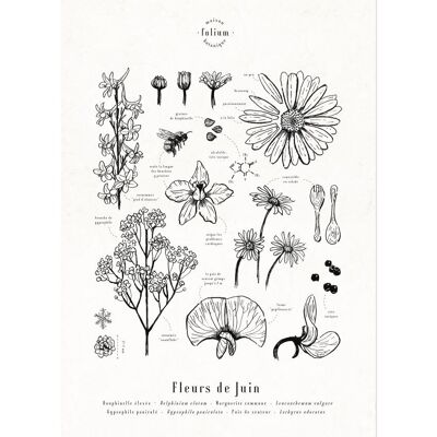 Poster Blumen im Juni