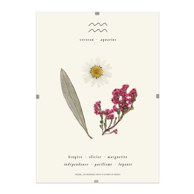 L'herbier verseau