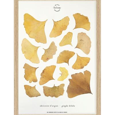 Nr. 03 · Ginkgo