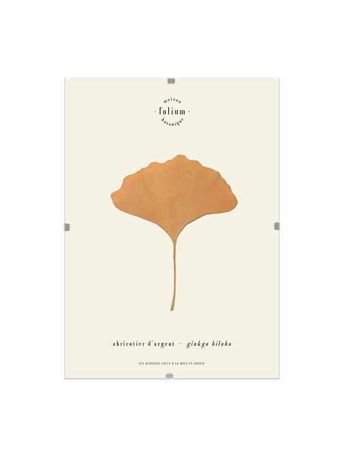 n°01 · Le Ginkgo