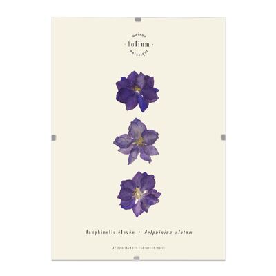 n°42 · La Dauphinelle violette