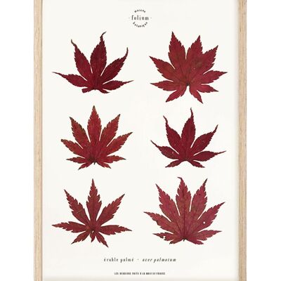 n°07 · The Maple