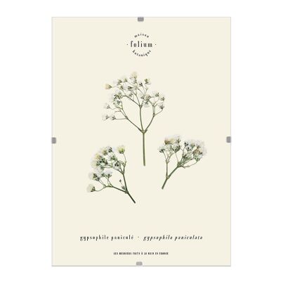 n°17 · Le Gypsophile