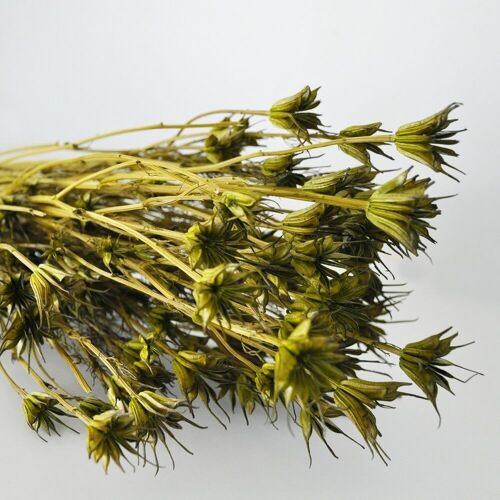 Nigella Vert Foret x 100gr - Fleurs séchées - Décorations Florales