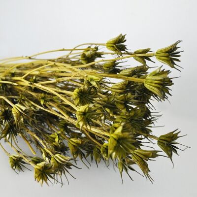 Forest Green Nigella x 100gr - Dried flowers - Floral decorations