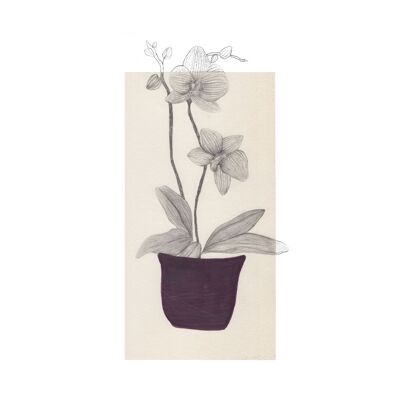 Blatt A4 „Orchideen“-Pflanzen