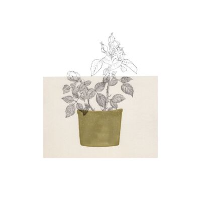 A4-Blatt „Rosa“ Pflanzen