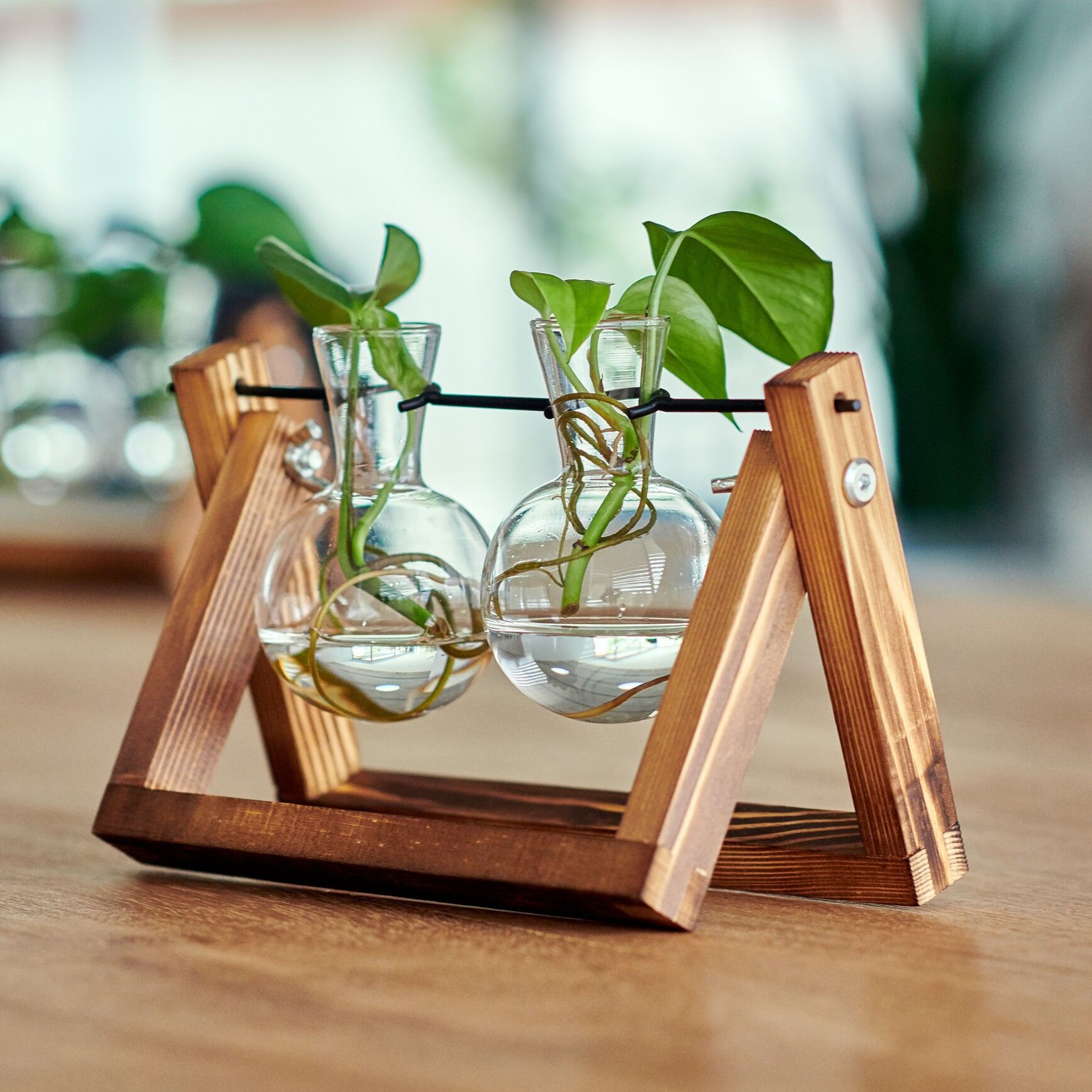 Hydra, Anzuchtstation für 2 Pflanzen