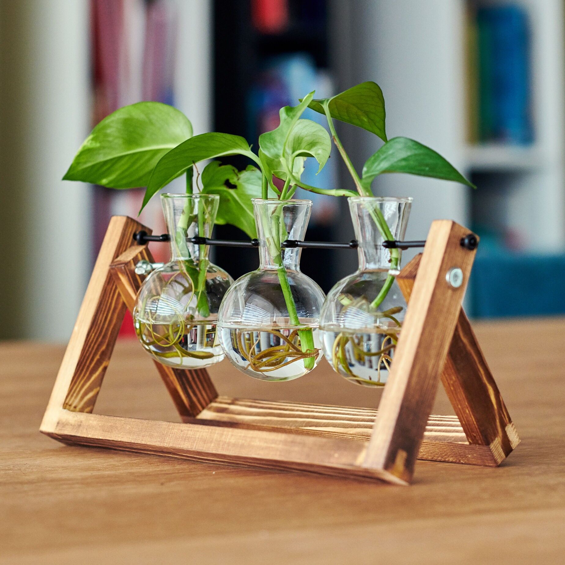 Hydra, stazione di propagazione per 3 piante