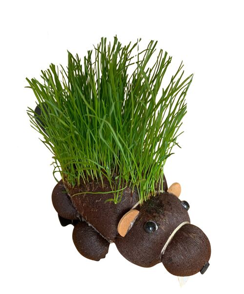 Grow Your Own Hairy Beaver - Gag Gifts, Novelty Father's Day - Novelty Gifts