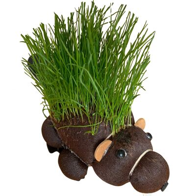Grow Your Own Hairy Beaver - Gag Gifts, Novelty Father's Day - Novelty Gifts