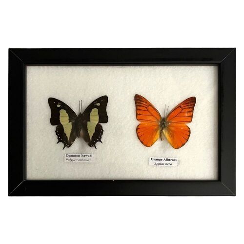 Taxidermy Butterfly, 2 Butterflies, Assorted, Mounted Under Glass, 20x13cm